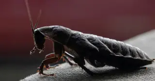 Australia’s Largest Exotic Invertebrate Seizure: 100,000 Illegal Cockroaches Confiscated