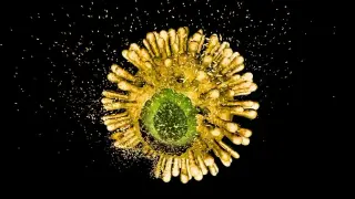 VH-499 shows early promise as a new HIV-1 capsid inhibitor