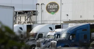 FDA finds no Cyclospora positives in Taylor Farms lettuce after false-positive test