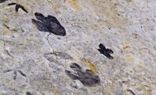 Tiny South African Coast Uncovers Southern Africa’s Youngest Cretaceous Dinosaur Tracks
