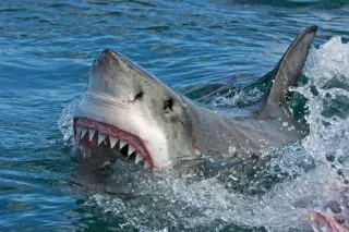 Giant Great White Contender Heads Toward Cape Cod, Tracked in Real Time