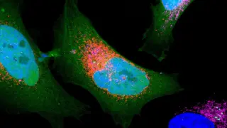 Dark Proteome Unveiled: 1,785 Tiny Proteins Emerge from Hidden Genome