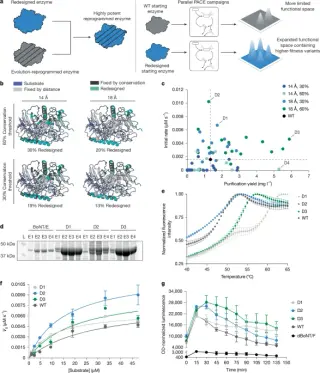 AI-designed starting points accelerate enzyme evolution for enhanced stability and precision