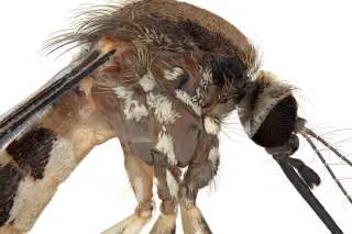 New US mosquito species discovered, but researchers still have many questions