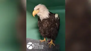 Setback for Big Bear Bald Eagle Jackie in Anemia Treatment