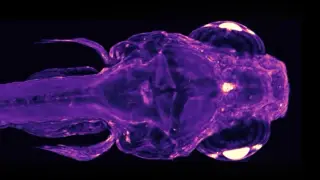 Whole-Body Imaging Unmasks Real-Time Cellular Dialogue Across a Living Organism