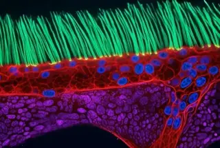 Nikon revokes top microscopy prize after AI fabrication scandal