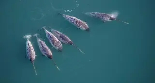 Narwhal Tusks Unveil Twin Spiral Structure Through 3D X-Rays