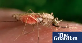 Mosquitoes may be drawn to DEET after a feeding experience, study finds