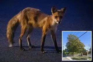 Rabies-suspected fox roaming Staten Island nature preserve triggers safety alert