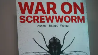 New World Screwworm Spreads Beyond Texas, Threatening U.S. Cattle Industry