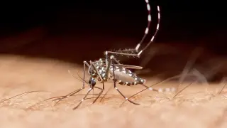 First dengue-related death in Florida in 2026 amid escalating local outbreak