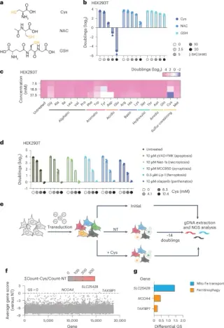 Excess cysteine drives mitochondrial iron collapse and cell death