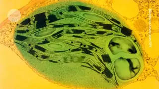 Spinach chloroplasts fuel light energy in mouse eyes