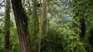 Heaven Sword of the Da’an River: Taiwan’s 84.1-meter giant crowned East Asia’s tallest tree