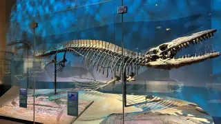 Sea's New King: Scientists Name Tylosaurus rex, the Ocean's Apex Predator