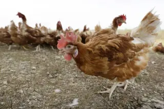 Maine Reports Salmonella Spike Linked to Backyard Poultry