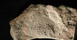 Giant Devonian Pincer Reclassified as a True Scorpion After a Century