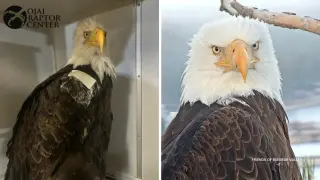 Farewell Jackie: Big Bear Bald Eagle Dies After Prolonged Illness; Remains Headed to National Eagle Repository
