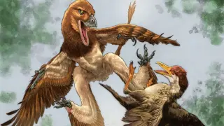 Fresh microraptor fossil reveals four-wing glider linked to bird flight origins
