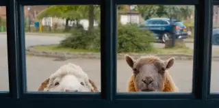 A Woolly Whodunit That Wowed Me