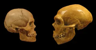Neanderthal brains lie within the modern human size range, study finds