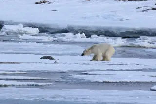 Polar Bear Turns Pup into Decoy to Trick Bearded Seal’s Mother