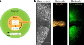 Bacillus subtilis escapes biofilms with a self-made hydrogel ejector