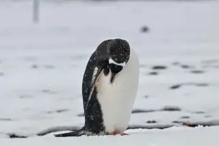 Zavodovski Island’s Chinstrap Penguin Population Plummets 63%, Losing Global Title