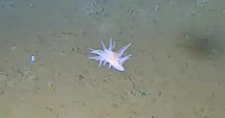 Unidentified Ghostly Deep-Sea Creature Baffles Researchers Off Japan