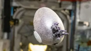 Spudnik sprouts: a purple space potato grows aboard the ISS