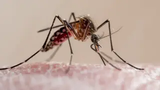 Florida dengue outbreak hits 190 cases, prompting emergency declarations in three counties