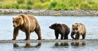 Fat Bear Week 2026 Introduces Family Units Amid Record Turnout and Controversial Incidents