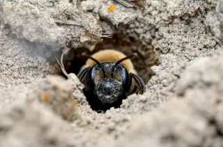 Underground Empire: 5.5 Million Bees Nest in a New York Cemetery