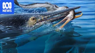 Ancient three-species predator scene unveiled in Queensland seas
