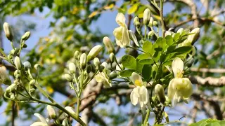 Moringa seed extract cleans drinking water of 98% microplastics, beating traditional coagulants