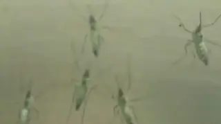 New Hampshire Confirms First 2026 West Nile Virus Case in Grafton