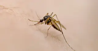 West Nile Virus Season: Key symptoms, causes, and top prevention products