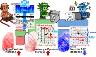 REM Sleep Reveals an Energy-Allocation Paradox in Brain Metabolism