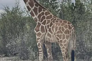 Gracie the Giraffe Found Safe After Wandering Off a Texas Ranch