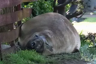 Tasmania's 1,000kg seal celebrity tests crowds and safety rules