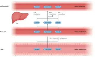 Gut-derived SCFAs: fiber fermentation as a driver of metabolic regulation