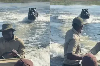 Territorial hippo in Botswana chases tour boat in dramatic waterway encounter