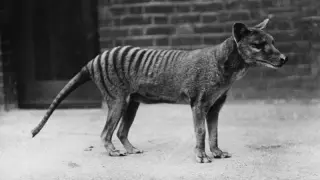 Tasmanian tiger skull reveals a fast-snapping passer of small prey, not a wolf-like predator