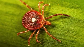 Rare Bourbon virus traced to Kansas returns in national spotlight
