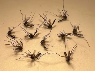 Florida issues dengue alerts as locally acquired cases rise; how to guard against mosquitoes