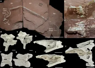 Ancient Brazilian snake Tametara mirim reveals early burrowing lifestyle and brain diversity