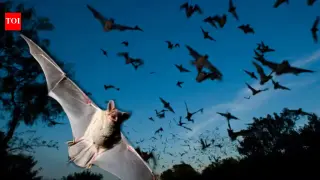 Crowded Bats Sync Echolocation to Create a Quiet Echo Window