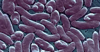 Florida records second Vibrio vulnificus death as oyster and seawater risks persist