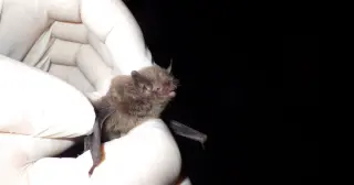 Indiana bat returns to NC after 11 years, captured in Nantahala National Forest